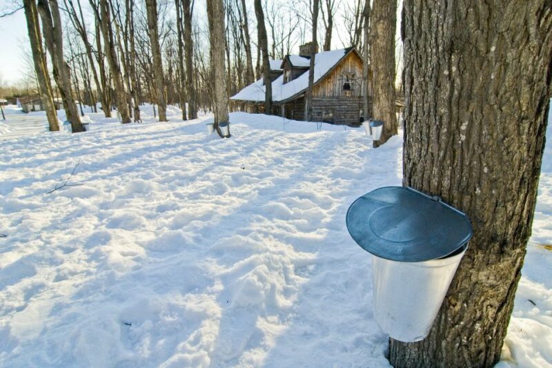 Montreal: Sugar Shack Maple Syrup Day Trip With Lunch - Experience and Activities