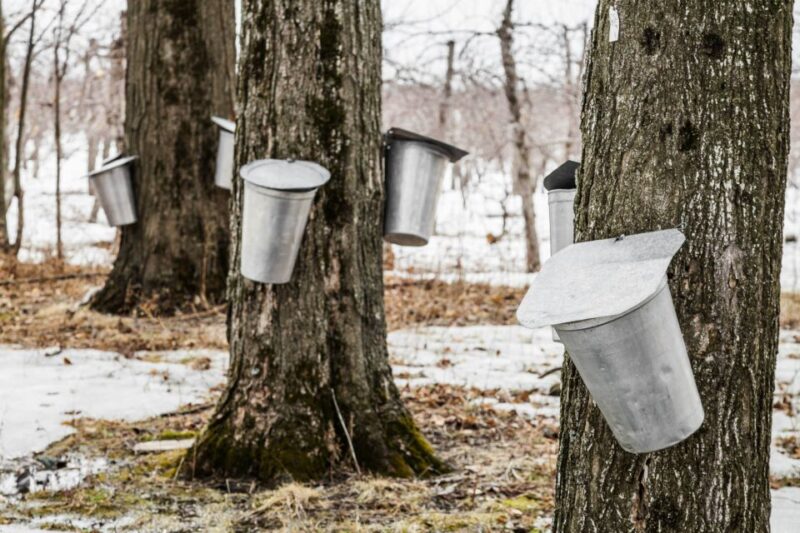 Montreal: Sugar Shack Maple Syrup Day Trip With Lunch - Customer Feedback and Statistics