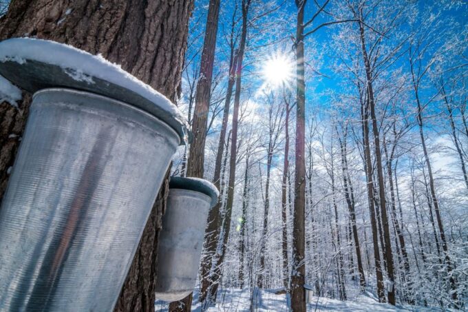 Montreal: Sugar Shack Maple Syrup Day Trip With Lunch - Maple Syrup Production Process