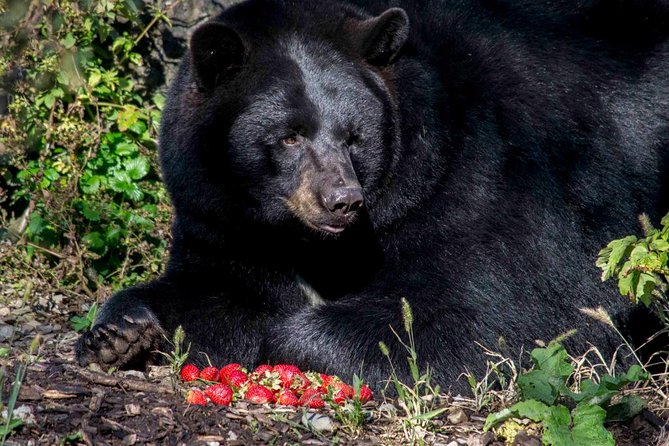 Montreal Zoo, Private Half Day Tour - Entrance Fees and Inclusions