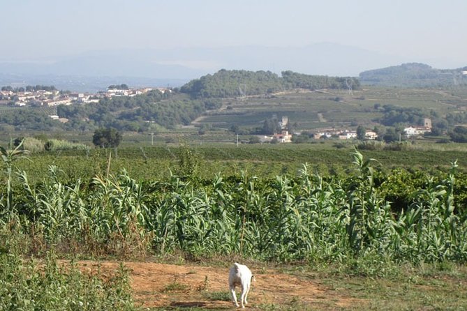 Montserrat + Wine Celler Penedés Tour - Pricing and Additional Information