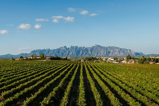 Montserrat,Vineyard, Wine Tasting Small Group Tour & Hotel Pickup - Cava Tasting and Winemaking History