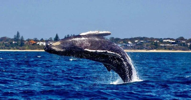 Mooloolaba: 2-Hour Whale Watching Adventure - An In-Depth Look at the Mooloolaba Whale Watching Tour