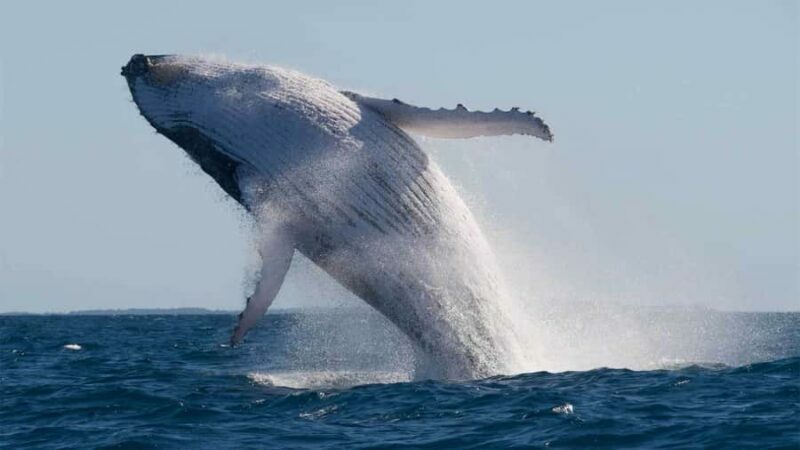 Mooloolaba: 2-Hour Whale Watching Adventure - Who Might Not Find It Suitable?