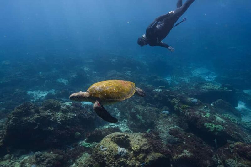 Mooloolaba: Turtle Snorkel & Swim at Mudjimba Island - Key Points