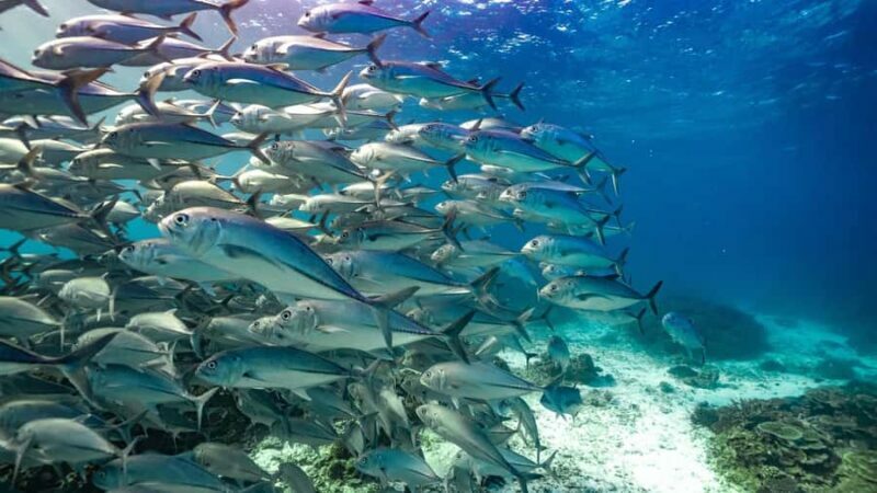 Mooloolaba: Turtle Snorkel & Swim at Mudjimba Island - An In-Depth Look at the Mudjimba Island Snorkel Tour
