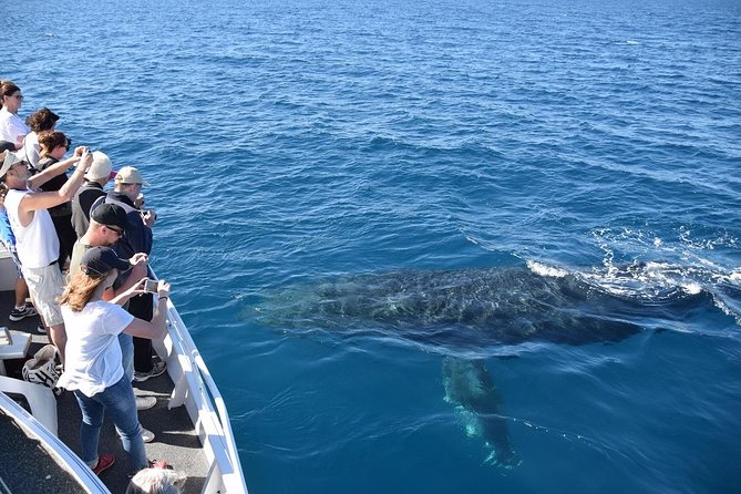 Mooloolaba Whale Watching Cruise - Inclusions and Offerings