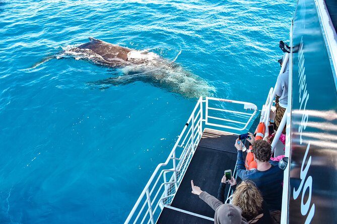 Mooloolaba Whale Watching Cruise - Customer Feedback