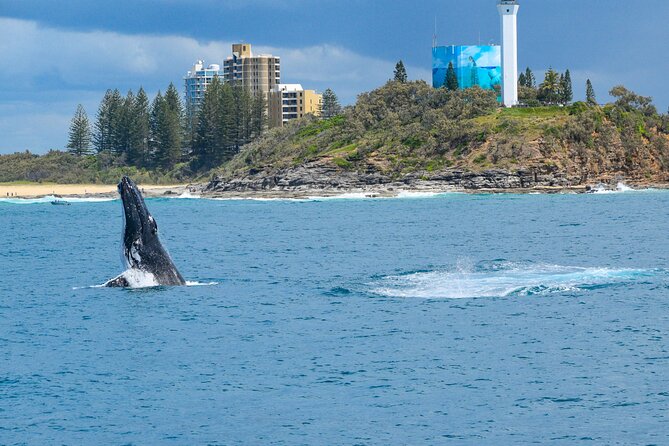 Mooloolaba Whale Watching Cruise - Whale Sighting Guarantee