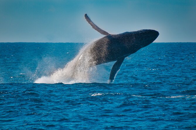 Mooloolaba Whale Watching Cruise - Memorable Moments
