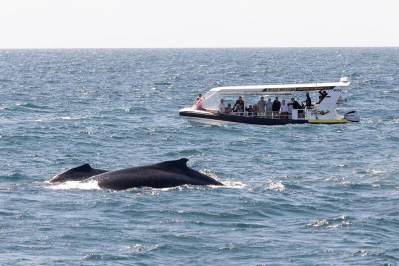 Mooloolaba: Whale Watching Cruise - Tour Overview and Details