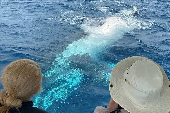 Mooloolaba Whale Watching  Small Group Tour - The Marine Life and Scenic Marvels
