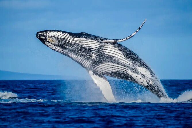Mooloolaba Whale Watching  Small Group Tour - Practical Tips for Your Trip