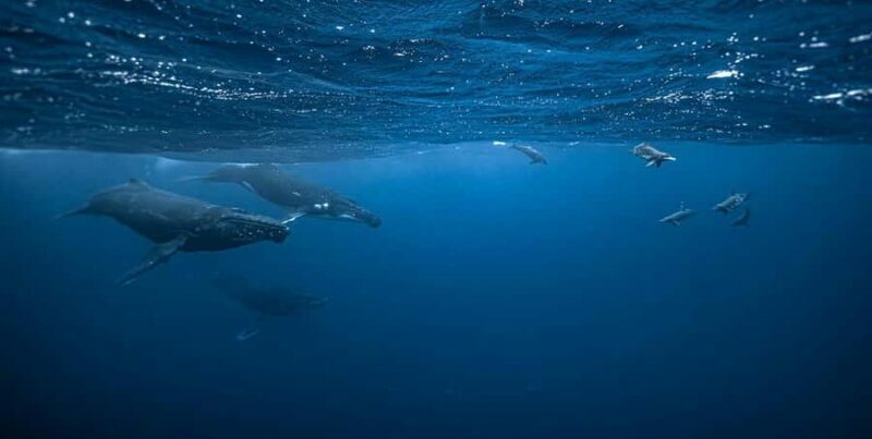 Moorea 4H Shared Boat Tour Whale Swimming and Snorkeling - Key Points