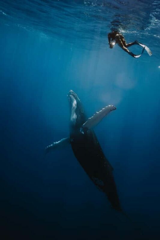 Moorea 4H Shared Boat Tour Whale Swimming and Snorkeling - A Closer Look at the Moorea Marine Adventure