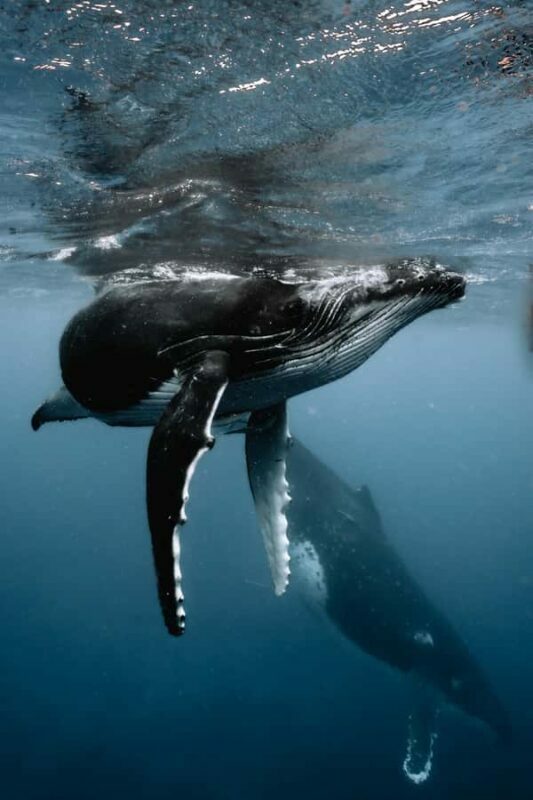Moorea 4H Shared Boat Tour Whale Swimming and Snorkeling - Authentic Experiences Highlighted by Travelers