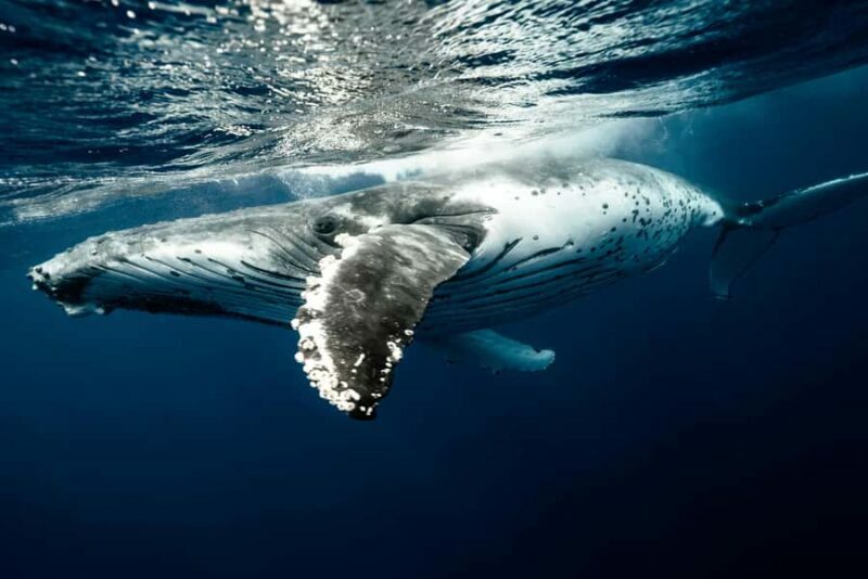 Moorea 4H Shared Boat Tour Whale Swimming and Snorkeling - Final Thoughts: Is It Worth It?