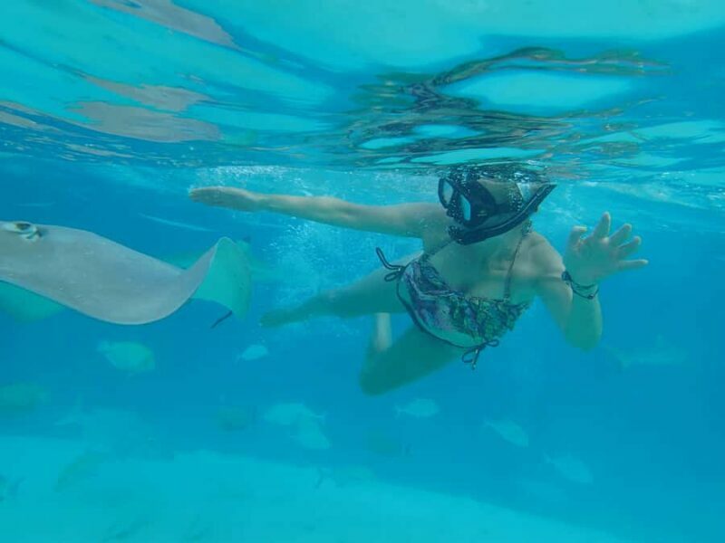 Moorea 4H Shared Boat Tour Whale Swimming and Snorkeling - FAQ