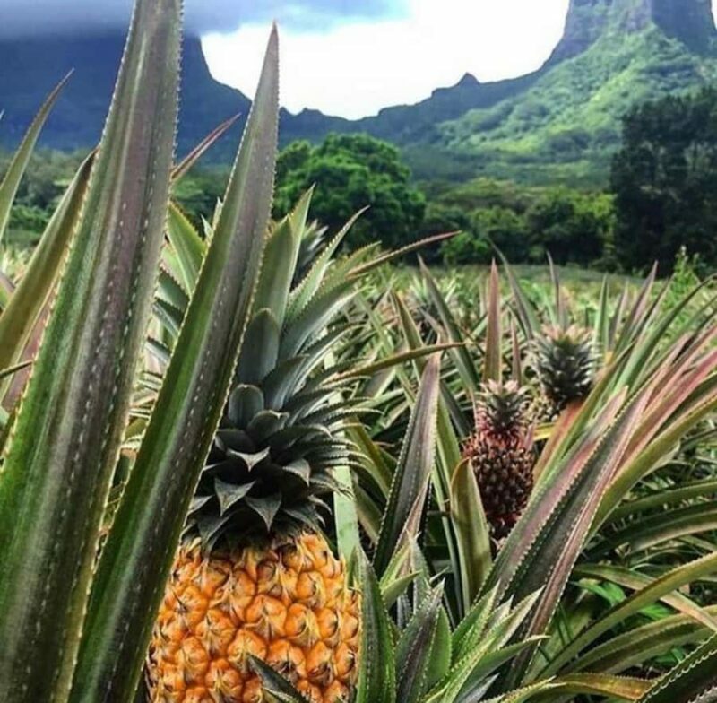 Moorea Cruise Ships: 4x4, Belvedere,Magic Mountain pineaple - Key Points