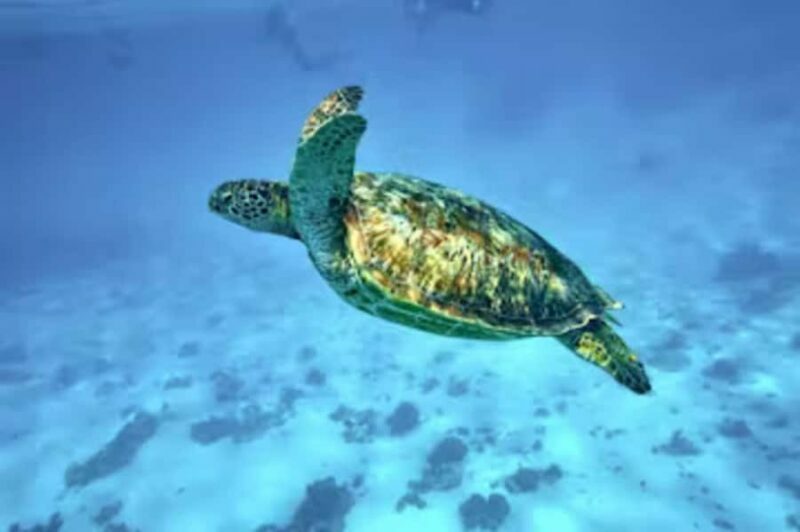 Moorea: Glass Bottom Boat Adventure with Lagoon Wonders - Key Points