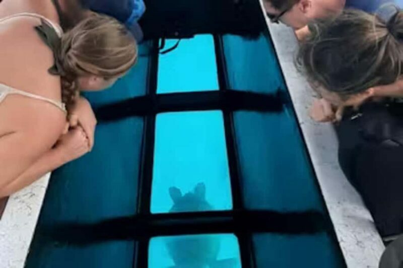 Moorea: Glass Bottom Boat Adventure with Lagoon Wonders - Why This Tour Is a Great Value