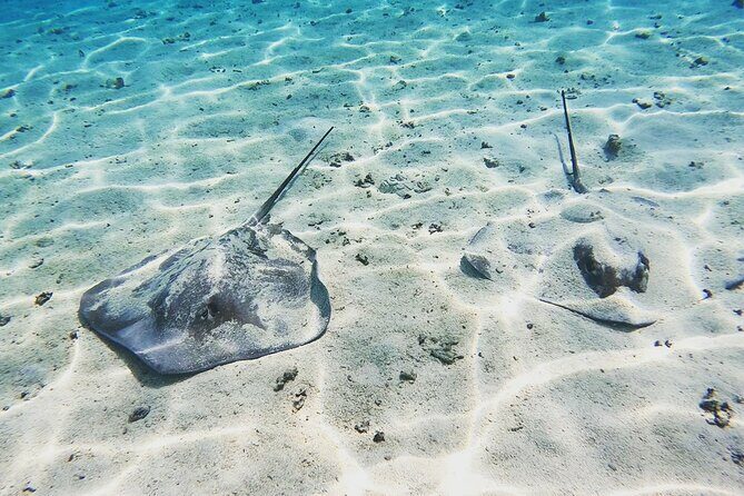 Mo'orea Half Day Private Tour with Snorkeling and Cruising the Lagoon - An In-Depth Look at the Experience