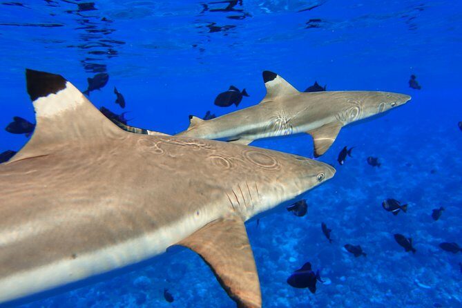 Moorea Private Boat Tour / Sea Scooter Snorkeling Tour - An In-Depth Look at the Moorea Private Boat & Snorkeling Experience