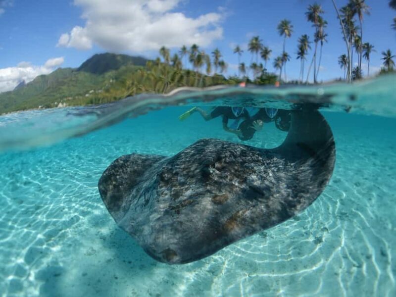 Moorea: Sea Scooter Snorkeling Tour - An In-Depth Look at the Moorea Sea Scooter Snorkeling Experience