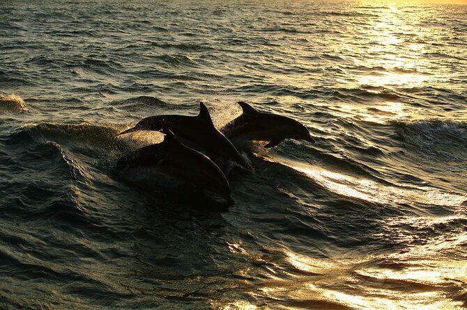 Moorea Sunset Boat Trip - The Sum Up: Why This Tour is a Solid Choice