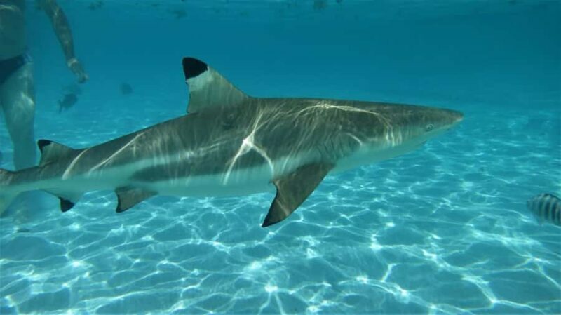 Moorea: Transparent Kayak Day Trip - Key Points