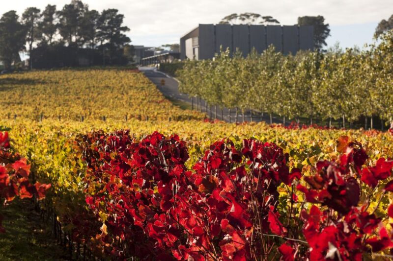 Moorillas Posh-As Day at Mona: Art and Wine Experience - Accessibility and Dietary Accommodations