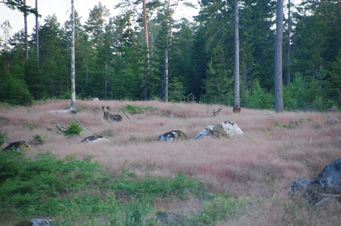 Moose Safari in the Wild Sweden Tiveden - Outdoor Dinner and Dessert