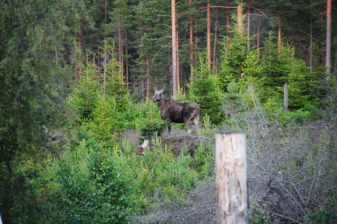 Moose Safari in the Wild Sweden Tiveden - Binoculars for Wildlife Viewing