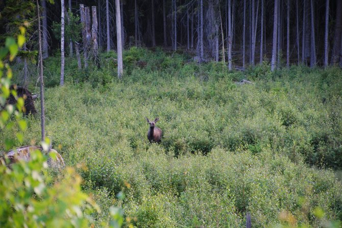 Moose Safari in the Wild Sweden Tiveden - Important Pre-Trip Considerations