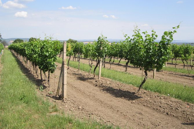 Moravian Wine Trails - Sampling Top Czech Wines
