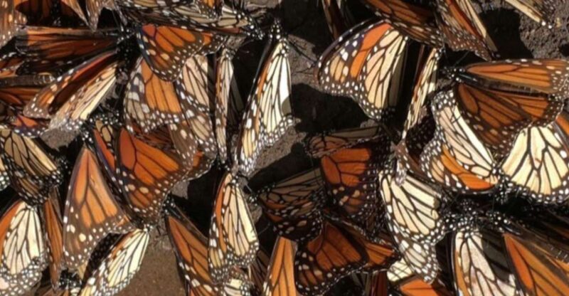 Morelia: Monarch Butterfly Tour - Key Points