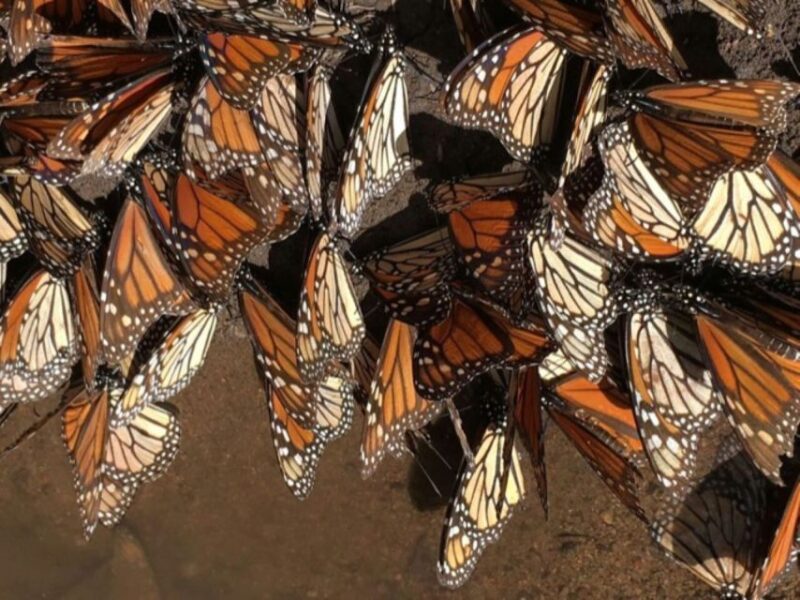 Morelia: Monarch Butterfly Tour - Experience and Features