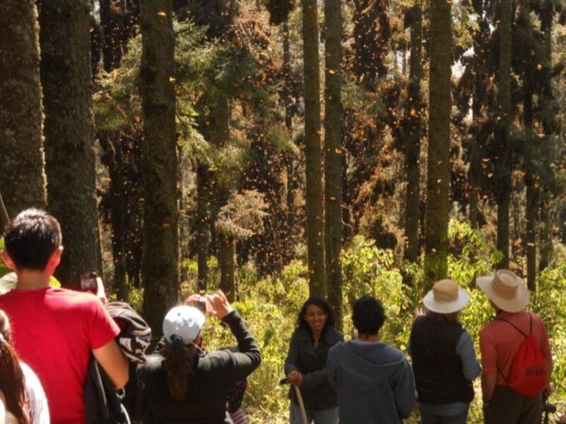 Morelia: Monarch Butterfly Tour - Important Information