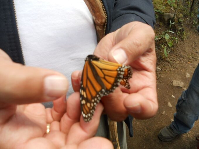 Morelia: Monarch Butterfly Tour - Monarch Butterfly Biosphere Reserve