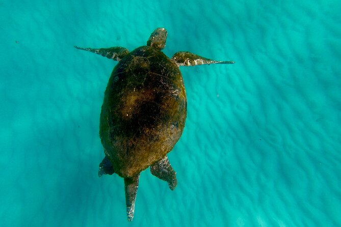 Moreton Island Day Trip (Kayak, Snorkel & Sandboard) Frm Brisbane or Gold Coast - Group Size