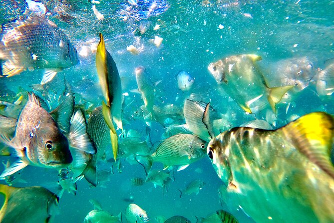 Moreton Island Day Trip (Kayak, Snorkel & Sandboard) Frm Brisbane or Gold Coast - Accessibility Considerations