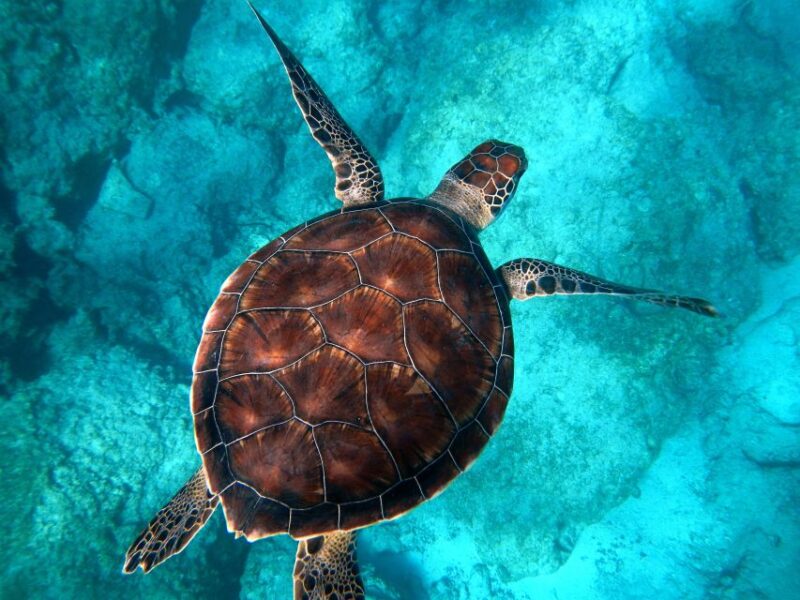 Moreton Island: Dolphin and Tangalooma Wrecks Day Cruise - Cost and Booking