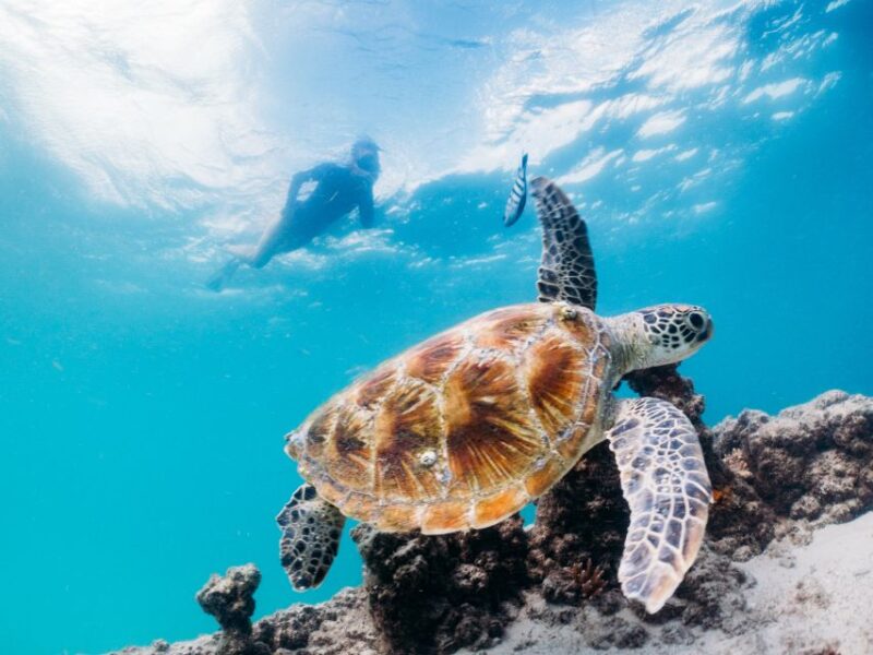 Moreton Island: Marine Discovery Cruise & Dolphin Viewing - Key Points