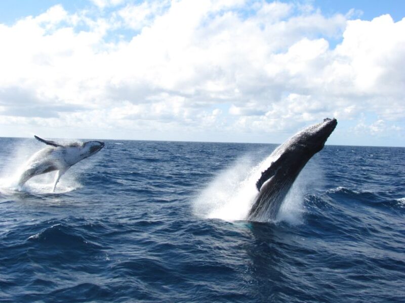 Moreton Island: Tangalooma Day Trip & Whale Watching Cruise - Whale Watching Experience