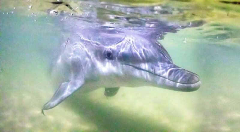 Moreton Island: Tangalooma Desert Safari and Dolphin Feeding - Key Points