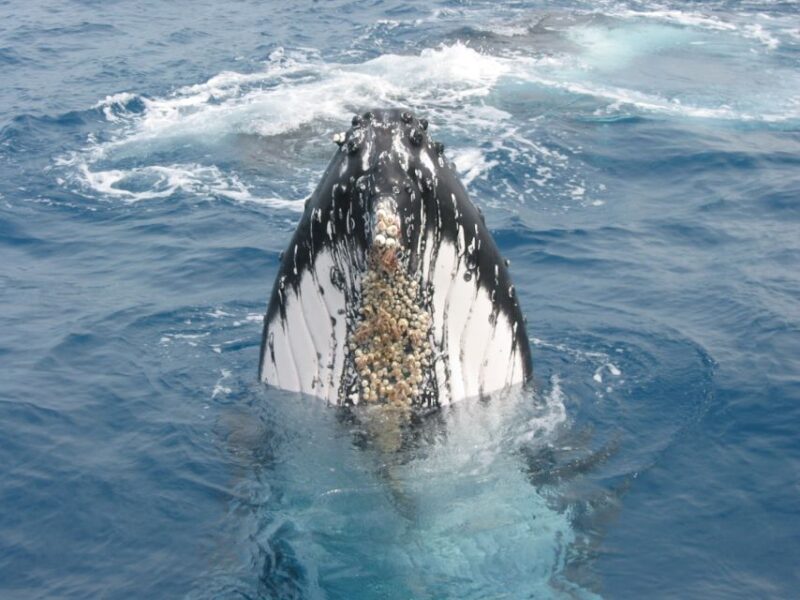 Moreton Island: Tangalooma Whale Watching & Dolphin Feeding - Overview of Tangalooma Tour