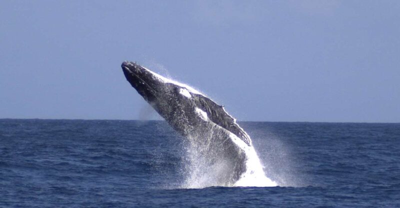 Moreton Island: Tangalooma Whale Watching & Dolphin Feeding - Whale Watching Cruise Experience