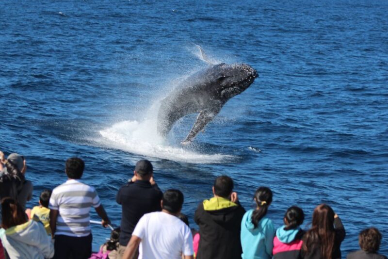 Moreton Island: Tangalooma Whale Watching & Dolphin Feeding - Dolphin Feeding at Sunset