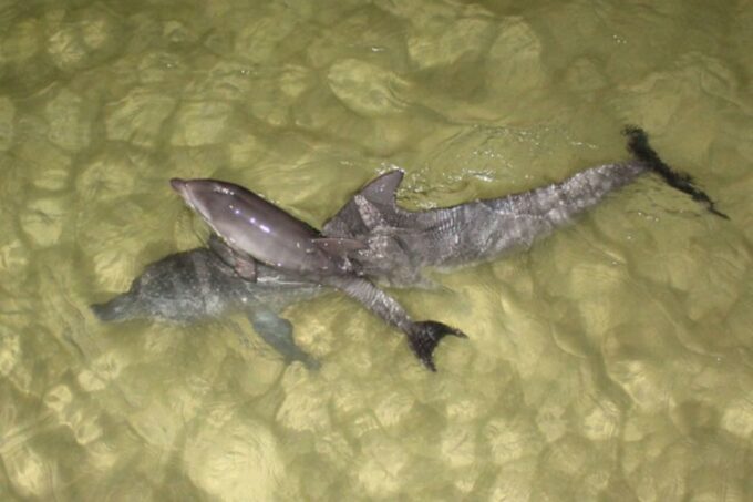 Moreton Island: Tangalooma Whale Watching & Dolphin Feeding - Frequently Asked Questions