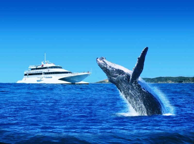 Moreton Island: Tangalooma Whale Watching & Dolphin Viewing - Cruise to Moreton Island
